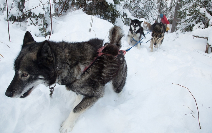 boundary waters minnesota dog sledding